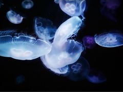 -悉尼海洋生物水族馆