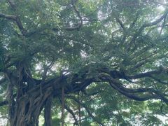 -九龙公园