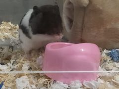 -钓仓鼠(洋桥北里小区店)