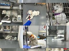 -爱侣宠医·鹦鹉专科·小型哺乳类·异宠专科(灵石路店)