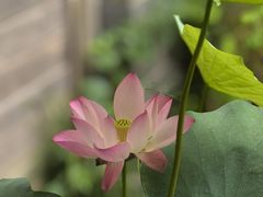 -花锦堂·隐庐