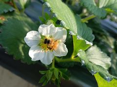 -甜心庄园·甜心草莓采摘园(西青中北店)