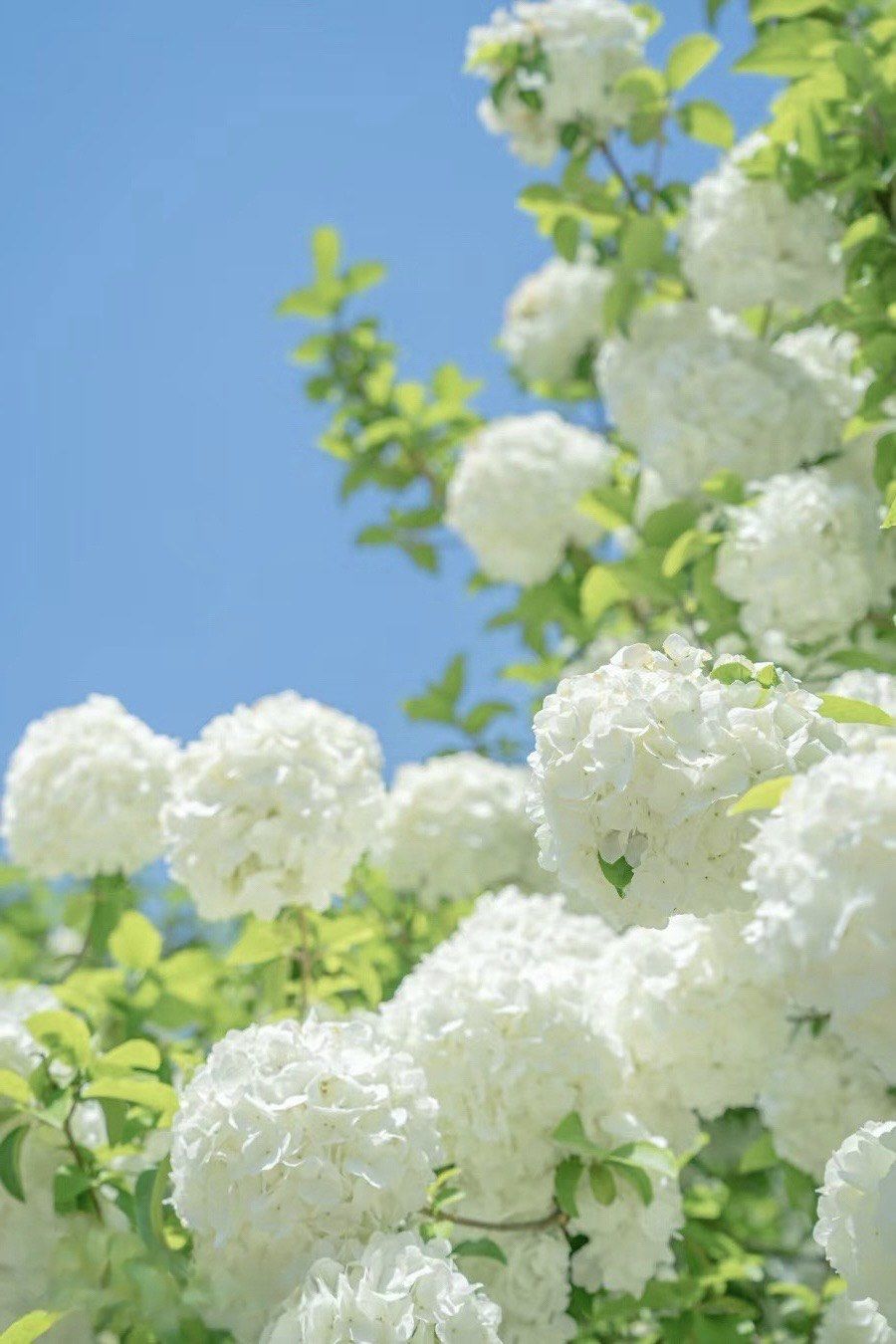 邂逅春天的浪漫