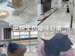 -派美特宠物医院·核磁CT·骨科肿瘤·疑难转诊(沈农禾丰店)