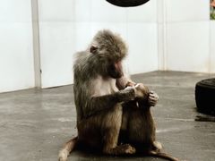 -西安秦岭野生动物园