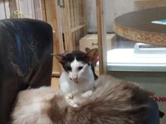 -猫色咖啡·猫咖