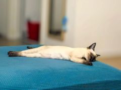 -欣宠猫屋·矮脚拿破仑·蓝金金渐层