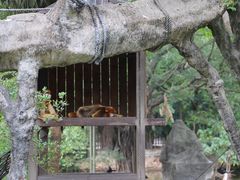 -深圳野生动物园