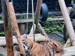 -广州长隆野生动物世界