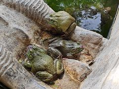 -西安大兴善寺