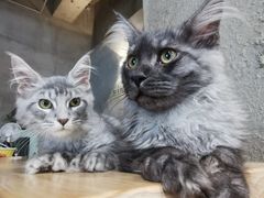 -十年猫舍·猫咪专门店(普陀店)