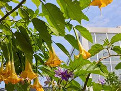 -国家植物园南园