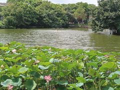 -荔湾湖公园