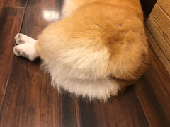 -豆柴町-柴犬主题狗咖(红鼎国际C座店)