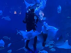 -烟台海昌鲸鲨海洋公园