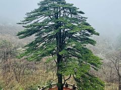 -黄山白云宾馆