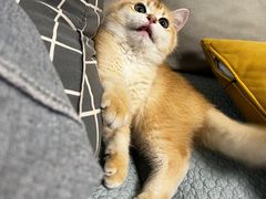 -喵zoo家庭繁育猫舍(尖东智能花园店)