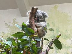 -广州长隆野生动物世界