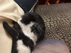 -北京观赏动物医院·24小时大型综合·猫专科·异宠专科