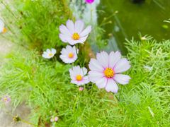 -紫鹊界梯田景区