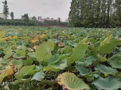 -黄兴公园