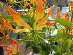 -双季花艺园艺市场(浦东店)