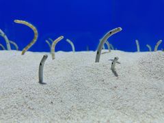 -上海海洋水族馆