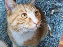 -桉树林A coffee 森林餐厅(三圣乡店)