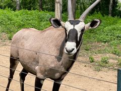 -大连森林动物园