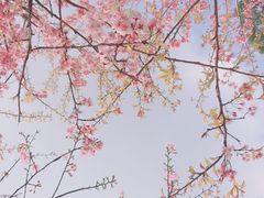 -南山植物园
