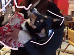 -猫色咖啡·猫咖