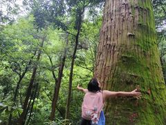 -天目山大树王景区