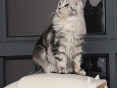 -翊宠yipet猫狗购宠庄园犬舍•猫舍