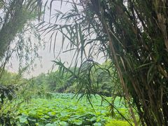 -白鹭湾湿地公园