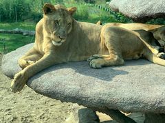 -北京野生动物园