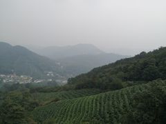 -龙井村