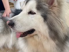 -李小姐の猫咖啡馆(五角场店)