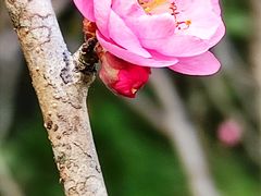 -桃花涧
