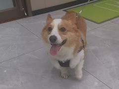 -瑞鹏宠物医院·超声·骨科·奇麟分院(蜀都万达店)