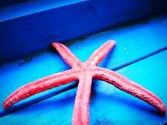 窗边-Sirena海妖日咖夜酒