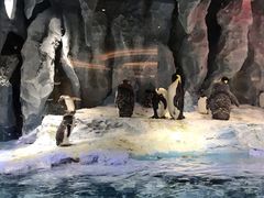 -帝企鹅自助餐厅•儿童岛•真企鹅(长隆企鹅酒店)