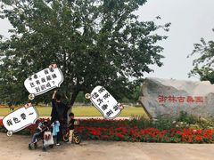 -御林古桑园