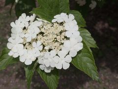 -黑龙江省森林植物园