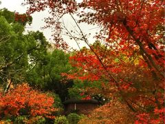 iphone_upload_pic-上海瑞金洲际酒店