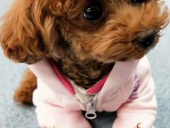 -瑞鹏瑞爱宠物医院·全科·猫科·血液透析中心(龙头寺店)