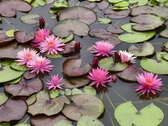 -国家植物园南园