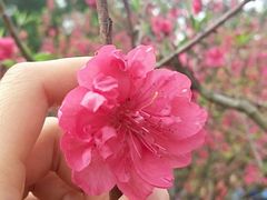 -南国桃园旅游度假区