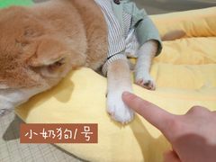 -逗柴咖啡屋·狗咖猫咖宠物桌游