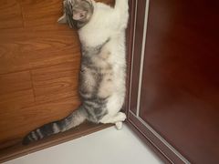 -糯米喵星人总部直营旗舰店·猫舍·幼猫出售