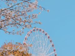 -顾村公园